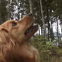 DOGGIE INFO