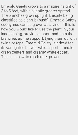 Euonymus Emerald Gaiety Screenshot 2