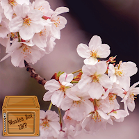 pink sakura flower wallpaper