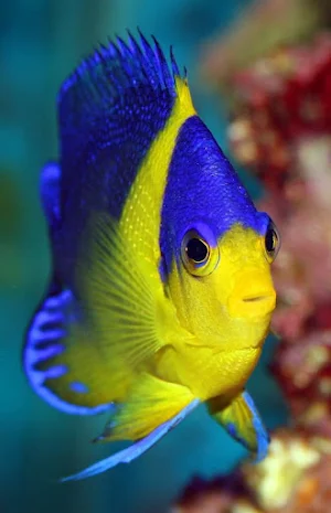 Fish Wallpapers Screenshot 0