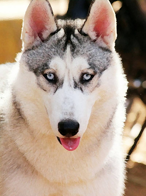 Talking dog sounds ~ Sboard.pro Screenshot 0