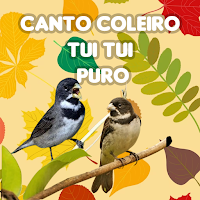 Canto Do Coleiro Tui Tui Puro