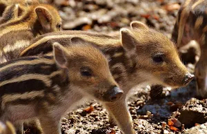 Young animal wallpapers Screenshot 1