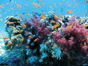 Corals wallpapers Screenshot 2