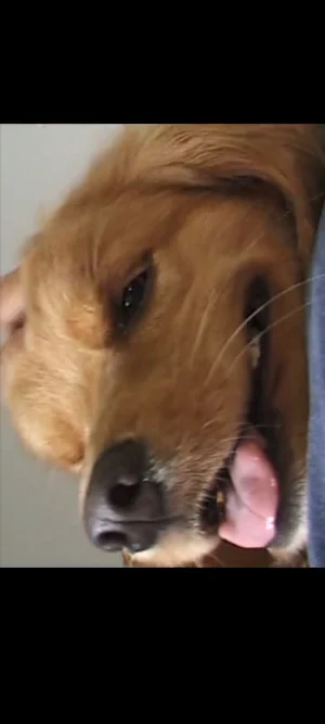 DOGGIE INFO Screenshot 0