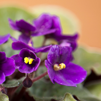 African Violet Wallpapers