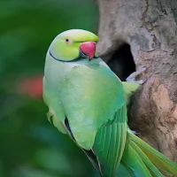 Parrot