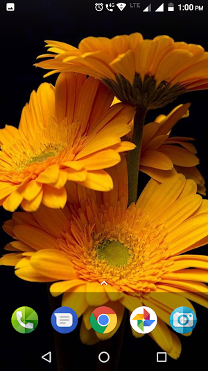 Daisy Wallpapers Screenshot 1