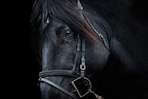 Black horse wallpapers Screenshot 2