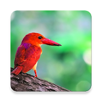 Kingfisher Bird Sound Collections ~ Sclip.app