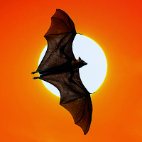 Bat sounds