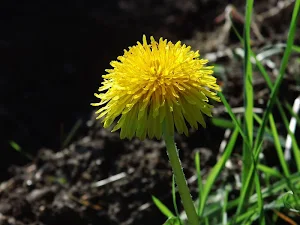 Yellow wallpapers Screenshot 1