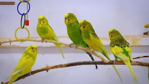 budgie Bird Wallpapers Screenshot 3