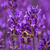 Lavender Wallpaper