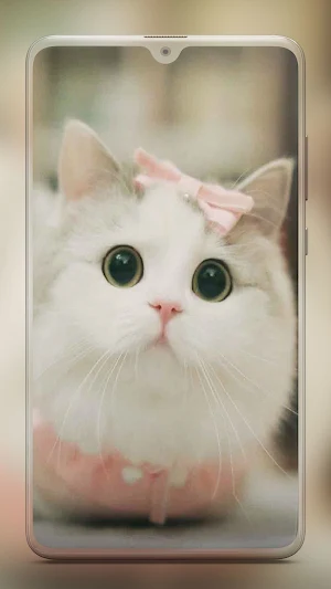 Kitten Cute Cat Wallpaper HD Screenshot 1