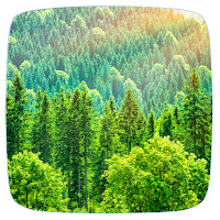 Forest Sounds