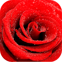 Roses stickers for WhatsApp