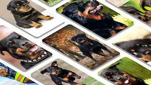 Rottweilers dog wallpapers Screenshot 1
