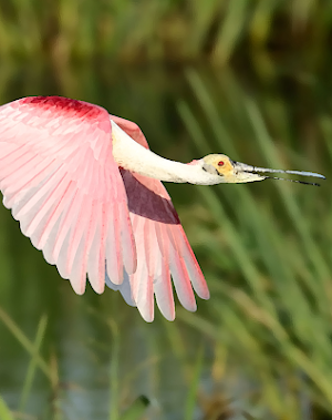 Florida bird sounds ~ Sboard.pro Screenshot 0