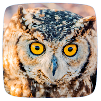 Owl Sounds