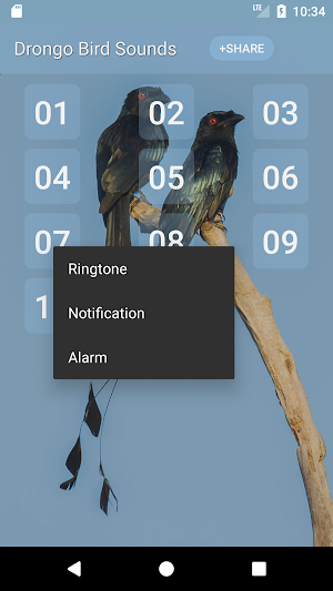 Drongo Bird Sounds Screenshot 1