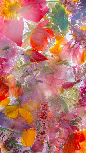 Flower Photo Download Screenshot 2