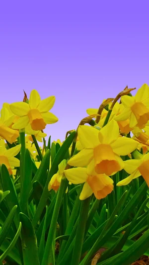 Narcissus Wallpaper Screenshot 2