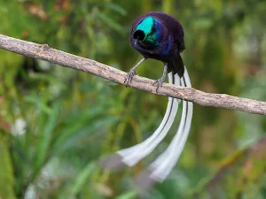 Astrapia Bird Wallpapers Screenshot 2