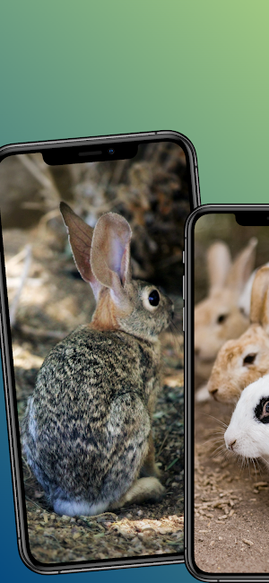 Rabbit wallpapers-4k animals Screenshot 3