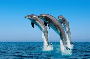 Dolphin Wallpapers Screenshot 0