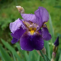 Iris Flower Wallpapers