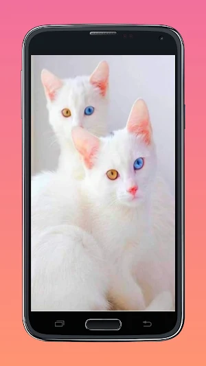 cute cat wallpaper Screenshot 3