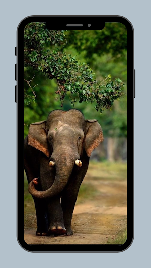 Wallpapers Gajah Hutan Screenshot 1
