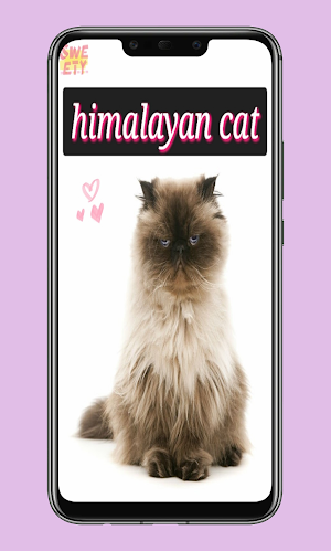himalayan cat Screenshot 0