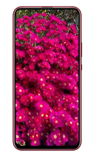 flowers wallpaper 4K Screenshot 1
