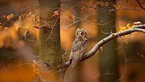 Bird Wallpapers Screenshot 3