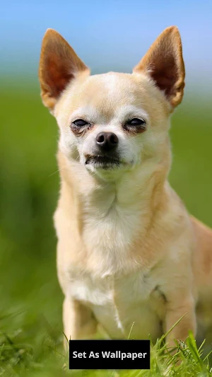 Chihuahua wallpaper Screenshot 1