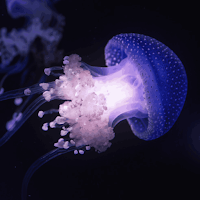 Jellyfish Wallpaper HD