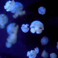 Aquarium 3D Live Wallpaper