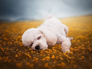 Poodle Dog Wallpaper HD Screenshot 2