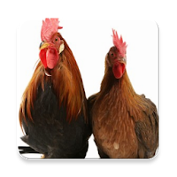 Chicken Sounds ~ Sclip.app