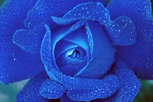 Blue roses wallpapers Screenshot 3