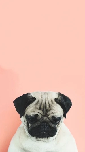 Cute Pug Dog Wallpapers Screenshot 3
