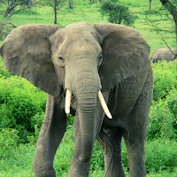 Elephant Ringtone