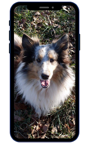 Shetland sheepdog Wallpapers Screenshot 2