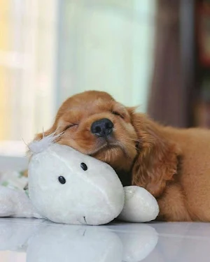 Cocker Spaniel Dog Wallpapers Screenshot 3