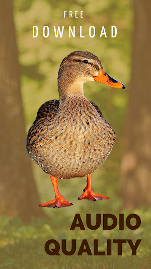 Mallard duck ringtones screenshot 4