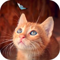 Lindos Gatitos😍Cat HD Wallpaper