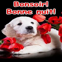Bonsoir Bonne nuit Images