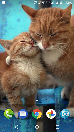 Cute Cat Wallpapers Hd Screenshot 0